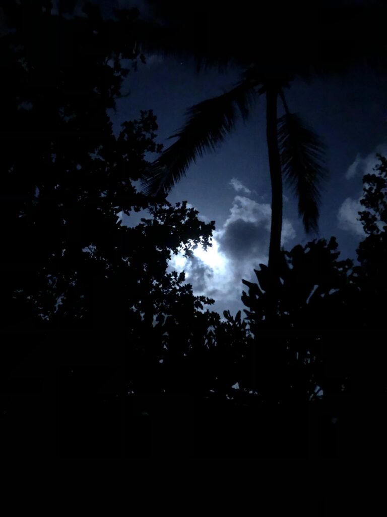 Palmen, Bäume und ein von den Wolken halb verdeckter Mond. 
