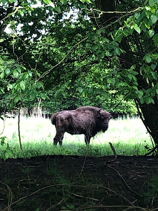 Ein Bison in Nahaufnahme aus dem Nationalpark Lelystad in den Niederlanden.