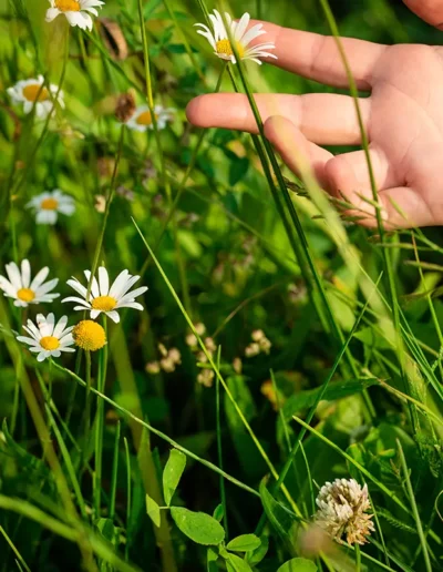 Eine Hand streckt sich sanft nach blühenden Gänseblümchen aus, die zwischen hohem grünem Gras und Wildpflanzen auf einer sonnenbeschienenen Wiese wachsen.