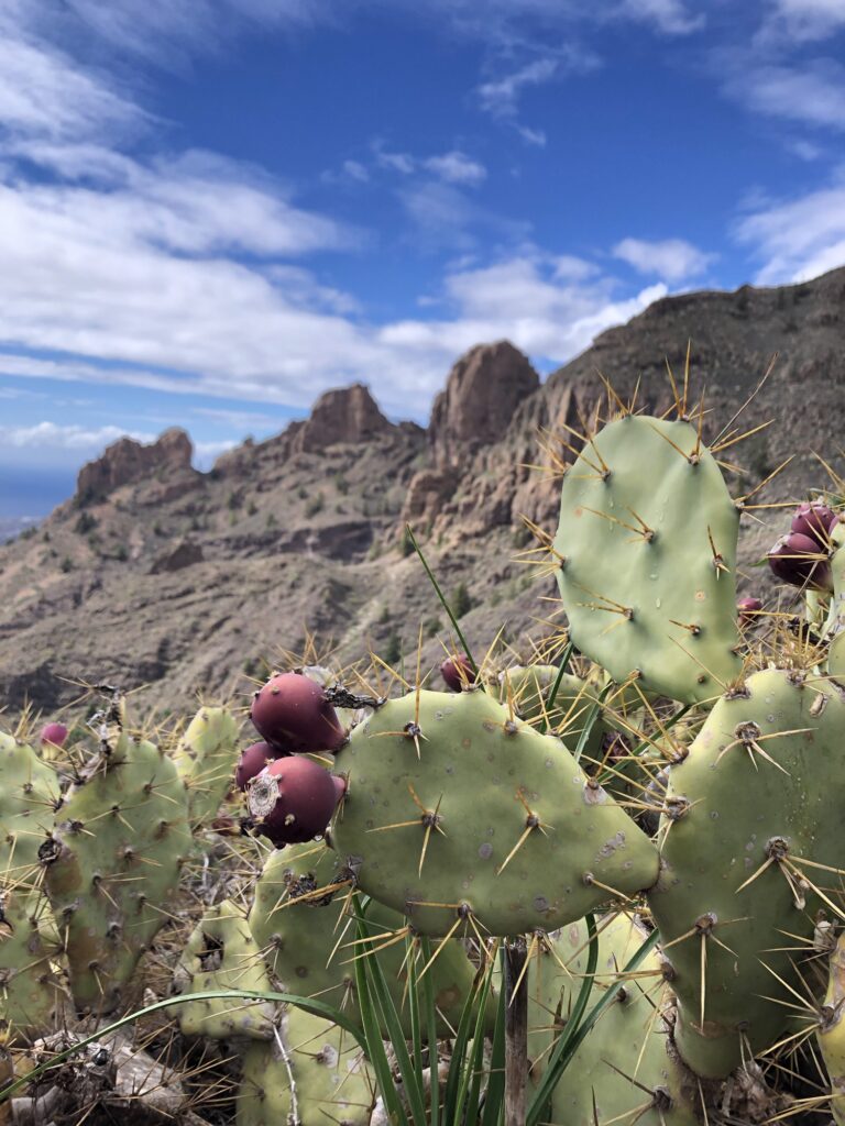 Kakteen mit Früchten im Vordergrund vor einer Berglandschaft im Hintergrund. Blauer Himmel mit ein paar weißen Schleierwolken.